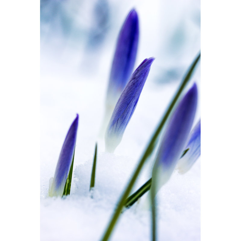 Hope by Greenfinger - Wrapped Canvas Print, 46cm H x 30cm W