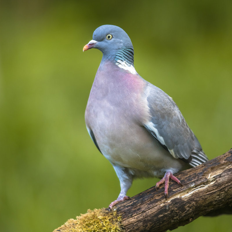 Wood Pigeon - Photographie sur toile tendue, H 12 po x l 12 po