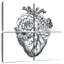 Anatomie du cœur Harnek-109032895