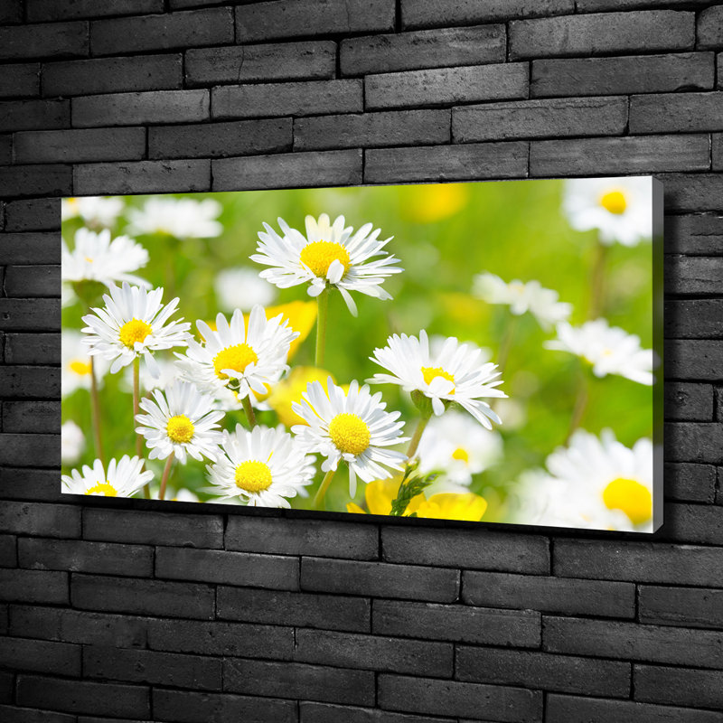 Daisies - Wrapped Canvas Print, Canvas, 50cm H x 100cm W