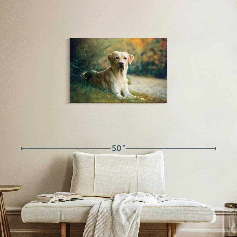 Brampt Labrador Retriever Mix, 20" H x 30" W