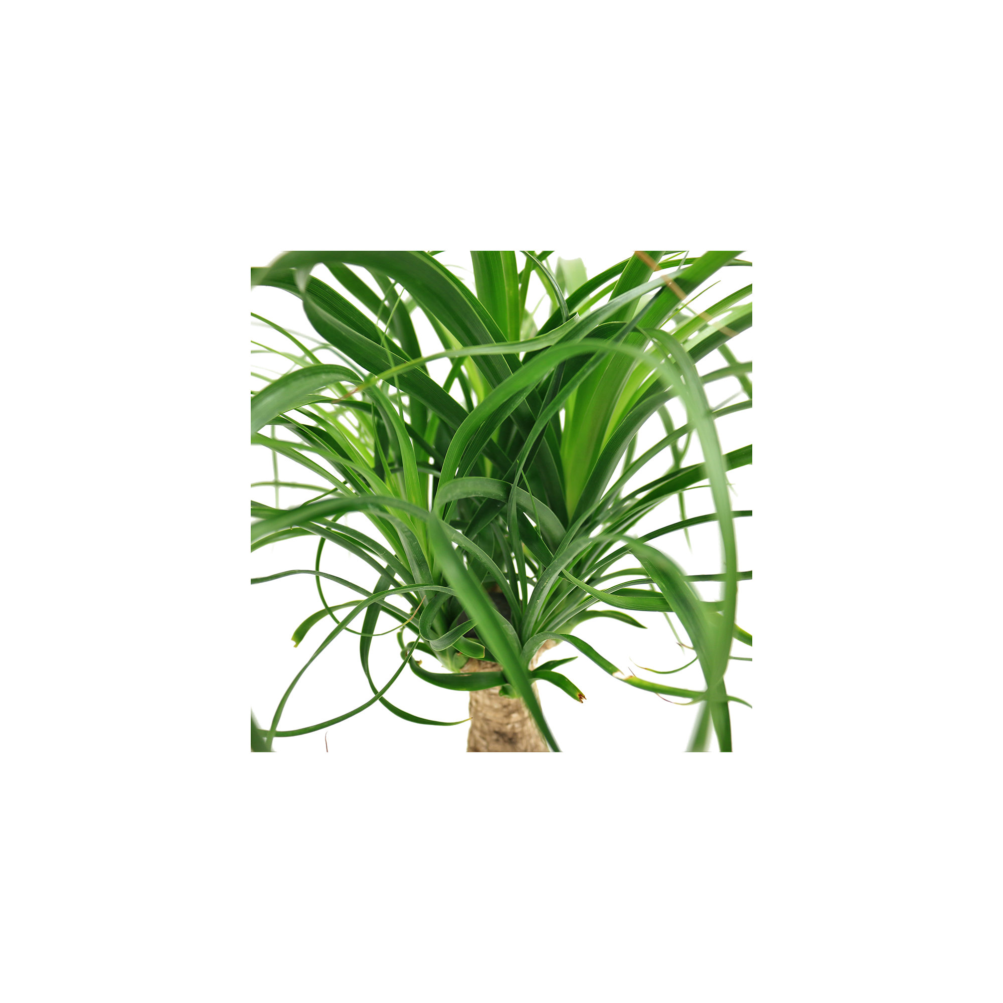 Costa Farms Indoor Ponytail Palm House Plant in 10-inch Nursery Pot