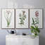 " Rose Botanical I " 3 - Pieces-91891238-91891242