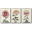 Antique Turpin Botanical VII - Ensemble de 3 reproductions de photos sur toile-97759590-97759595