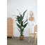71.7'' Faux Birds Of Paradise Plant in Pot