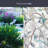 Jasmine Window Film 24" x 36"