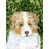 Australian Shepherd 5