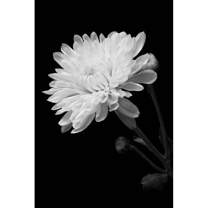 Micadeau Black And White Chrysanthemum - Wrapped Canvas Print, 46cm H x 30cm W x 3.8cm D