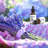Fresh Oils & Scents