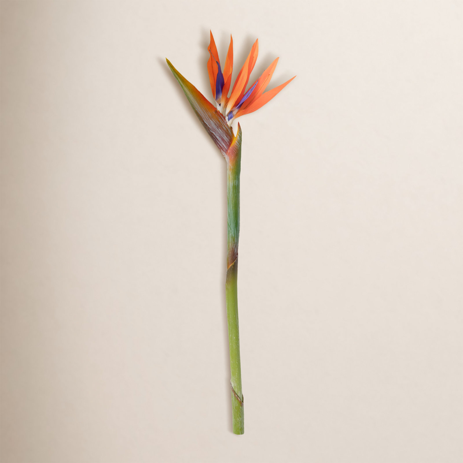 Bird Of Paradise Arrangement
