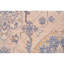 Ziegler 3000 Handmade Wool Oriental Area Rug