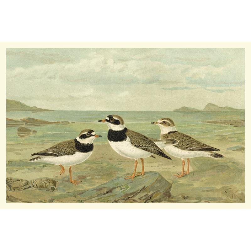 Shore Gathering IV 1 Piece Wrapped Canvas Painting, 20cm H x 30cm W x 3.8cm D