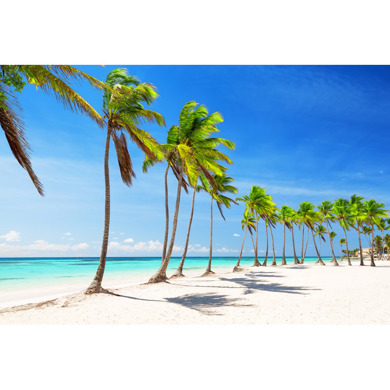 Coconut Palm Trees - Wrapped Canvas Print, 61cm H x 91cm W x 3.8cm D