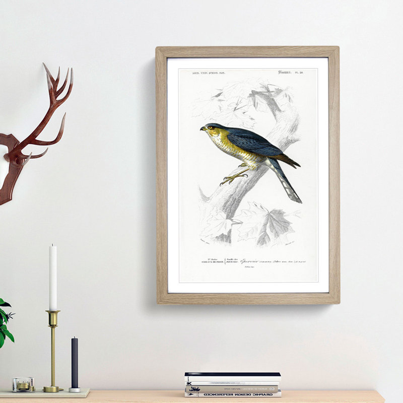 Eurasian Sparrowhawk by Charles D' Orbigny - Picture Frame Painting Print, 36cm H x 27cm W x 2cm D, Oak Framed