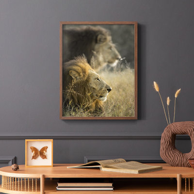 «Lions in Morning Sun», reproduction encadrée - bois massif