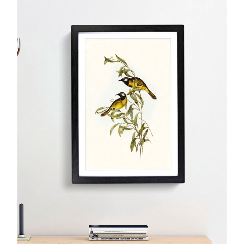 White-Eared Honeyeaters by Elizabeth Gould - Picture Frame Painting Print, 65cm H x 48cm W x 2cm D, Black Framed