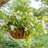 Tingsley Hanging Planter-1130543857-1130543856