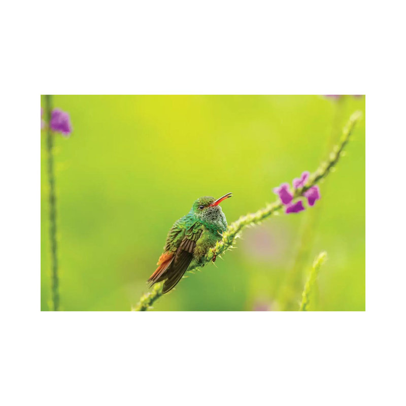 Costa Rica, Arenal. Rufous-Tailed Hummingbird And Vervain Flower. by Jaynes Gallery - Wrapped Canvas Print