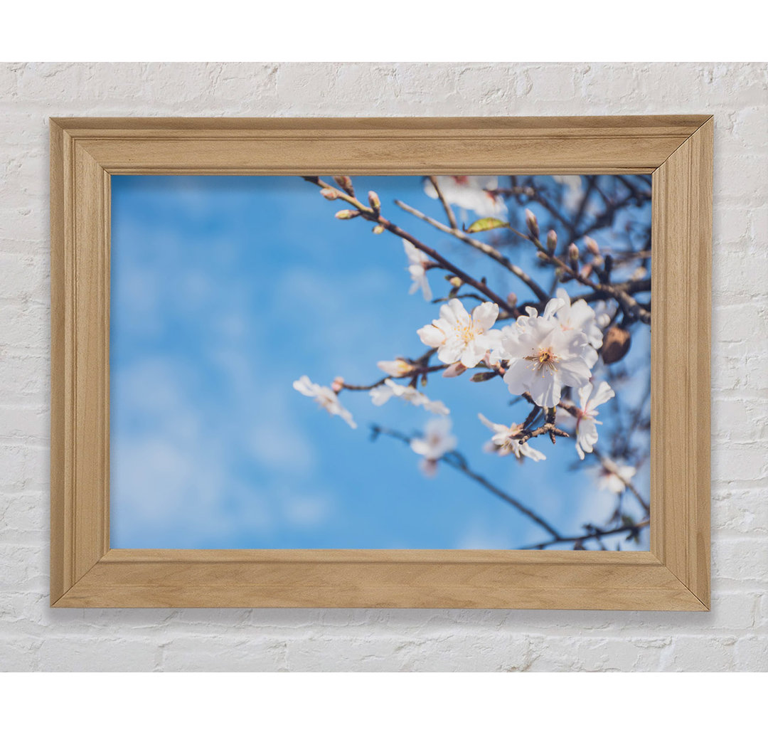 White Blossom Flowers Off A Branch - Einzelner Bilderrahmen Kunstdrucke