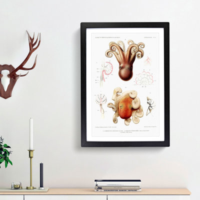 Octopus Illustrations by Albert I - Framed Print