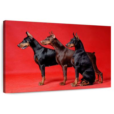 Doberman Trio