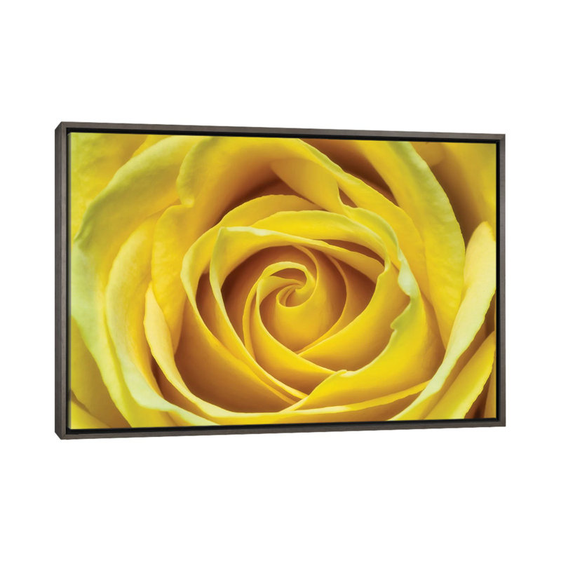 " Yellow Rose " by Glauco Meneghelli, No Mat, 26" H x 40" W x 1.5" D, Dark Rustic Wood Framed