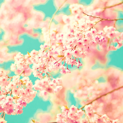 Pink Cherry Blossoms - Wrapped Canvas Print
