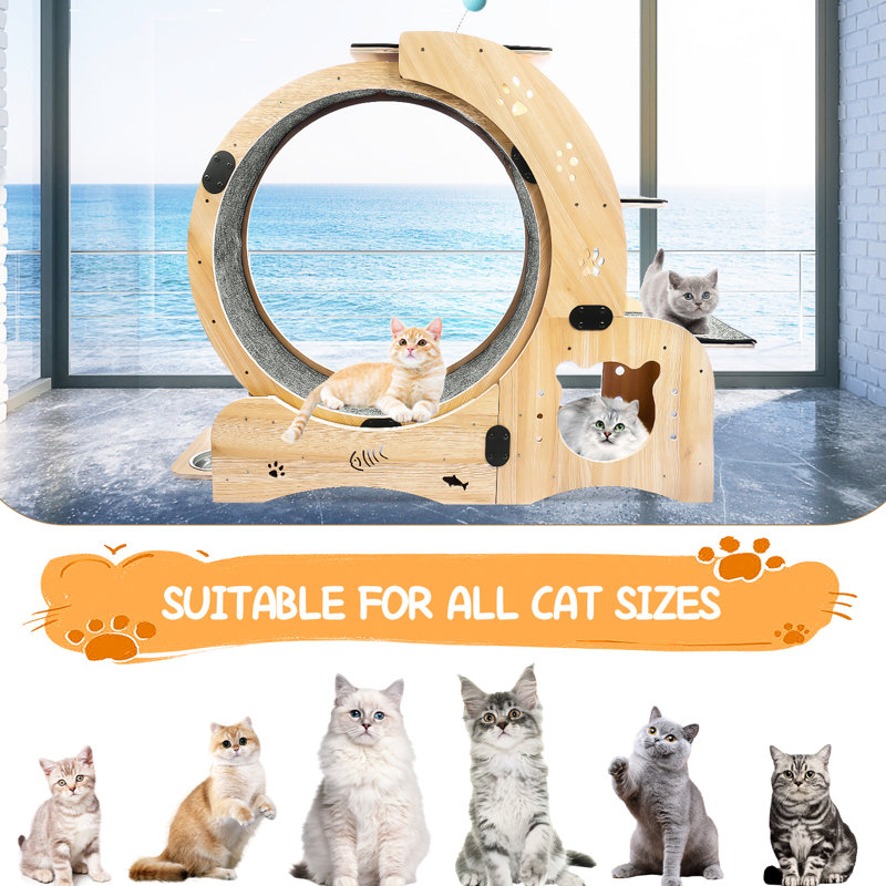 Cat Treadmill Wheel For Indoor Happiness - Creates A Joyful Exercise Experience Exerciser Enjoyment Smooth Rotation & Wide Base
