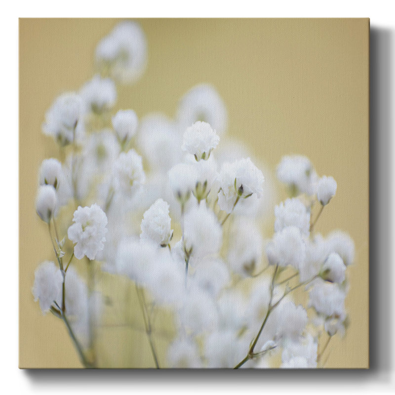 Baby's Breath Study III-Gallery Wrapped Canvas, H 40 po x l 40 po