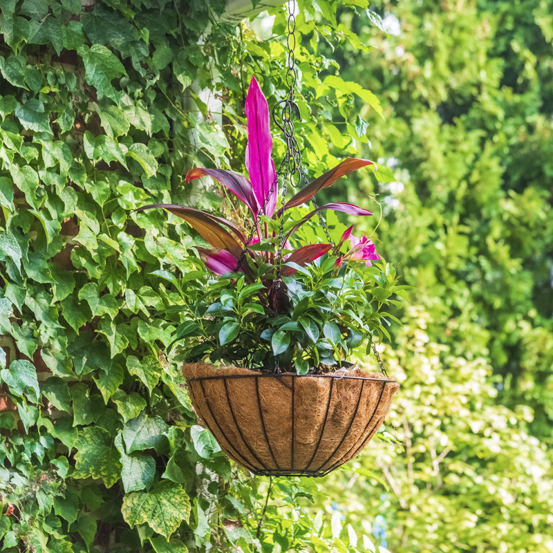 Tingsley Metal Hanging Planter, 6" H x 16" W x 16" D, Black