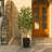 Adcock UV Protected Artificial Ficus Tree with Decorative Base, Faux Ficus Plant with Natural Trunk-1914722526-1914722520