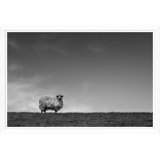 Solo Sheep Giclee Print by Soicher Marin Archives