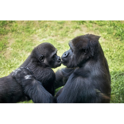 Baby Gorilla With Mother by Luckybusiness - Wrapped Canvas Print