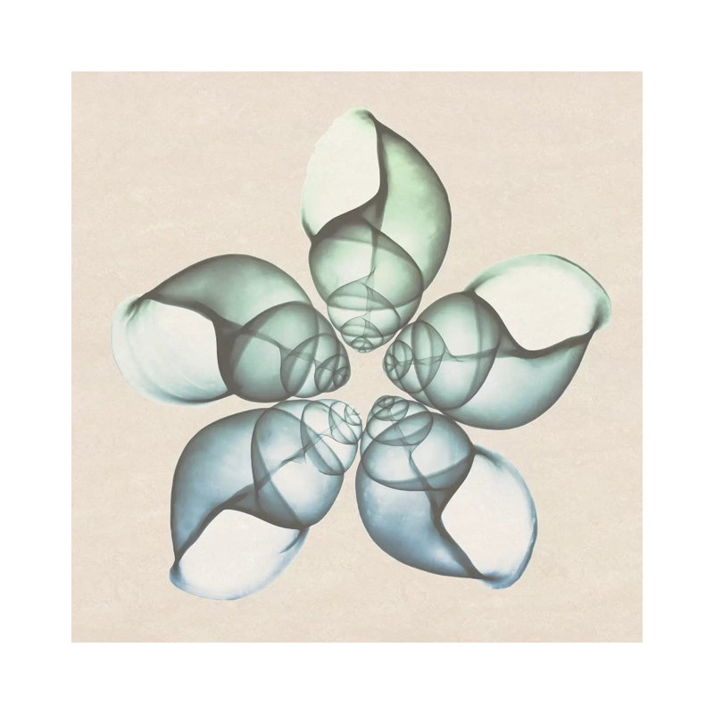 Seaside Star II by Albert Koetsier - Wrapped Canvas Print, 30.48 cm H x 30.48 cm W