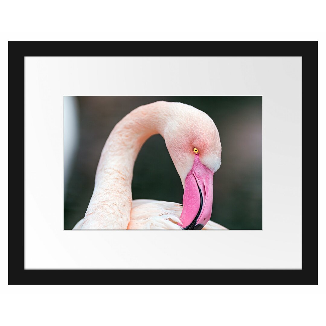 Gerahmtes Poster Flamingo beim Putzen