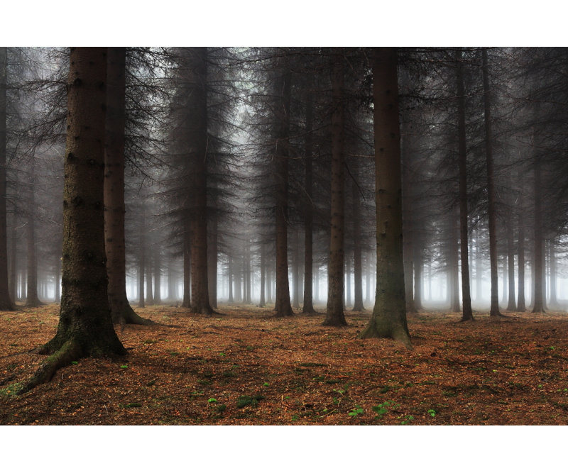 Wrapped Canvas Print, 121.92 cm H x 81.28 cm W