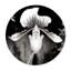 Beautiful Paphiopedilum Print-26197972-66805726