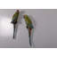 Statue taille réelle Macaw Buffon Lover Parrots