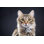 Portrait d'un chat par Sergueïeva