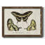 «Crackled Butterflies I», reproduction d'art sur toile-836998027-836998029