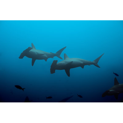 Two Hammerhead Sharks by SerrNovik - Wrapped Canvas Print