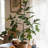 Faux Fiddle Leaf Fig Tree-1894575829