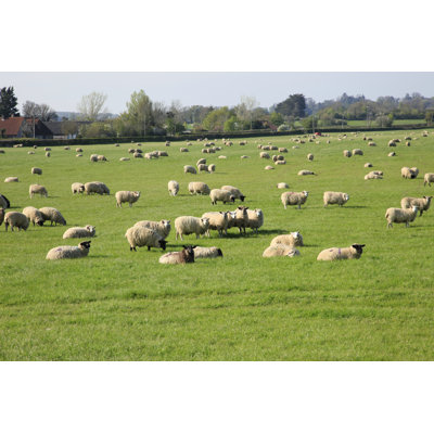 " Sheep Grazing " by Panmaule