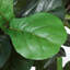 60" Artificial Fiddle Leaf Tree-1894733705