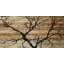 «Branching Out» par Parvez Taj - Photographie sans cadre sur bois-903534550