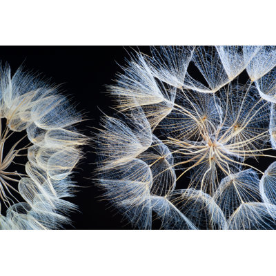 Dandelion by Ihsanyildizli