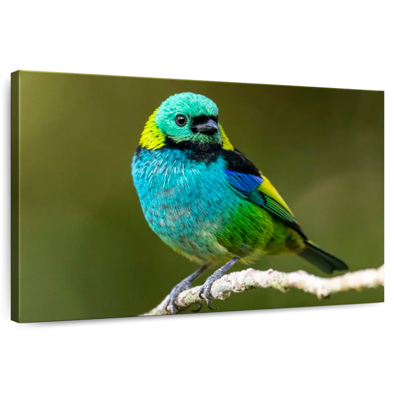 Brampt Green Headed Tanager, 8" H x 12" W