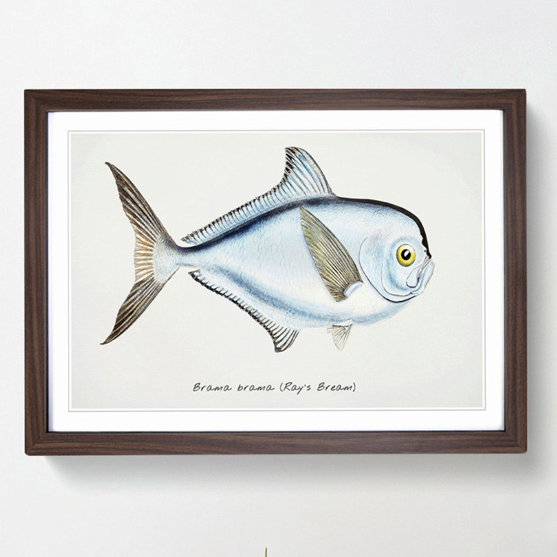 Illustration of a Rays Bream Fish by F.E. Clarke - Framed Print, Walnut Framed, 48cm H x 65cm W x 2cm D