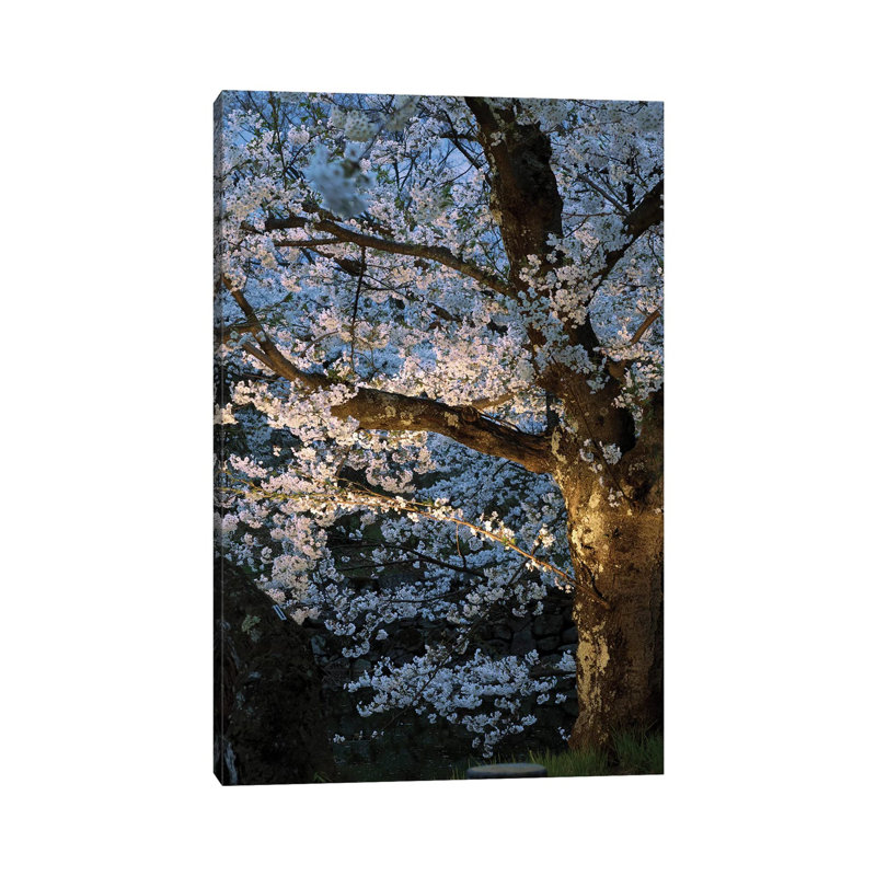 Cherry Trees Lit up at Night, Hirosaki Park, Hirosaki, Aomori Prefecture, Japan 1 Piece Wrapped Canvas Wall Art