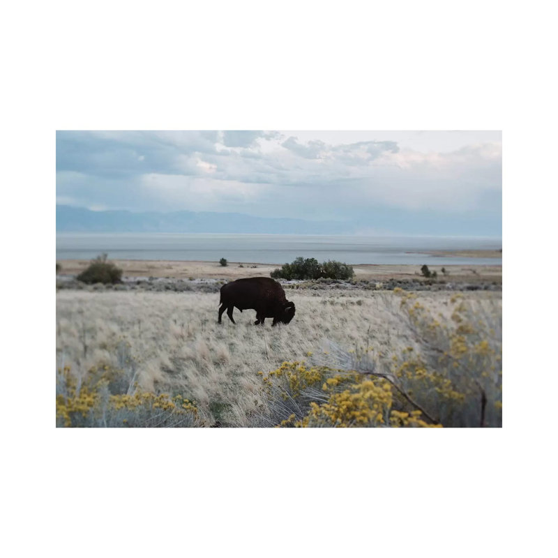 Bison In The Field by Chelsea Victoria - Wrapped Canvas Painting, 20.32 cm H x 30.48 cm W